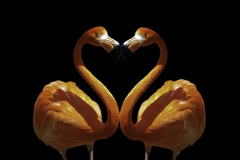 Schilderij flamingos canvas en plexiglas wanddecoratie