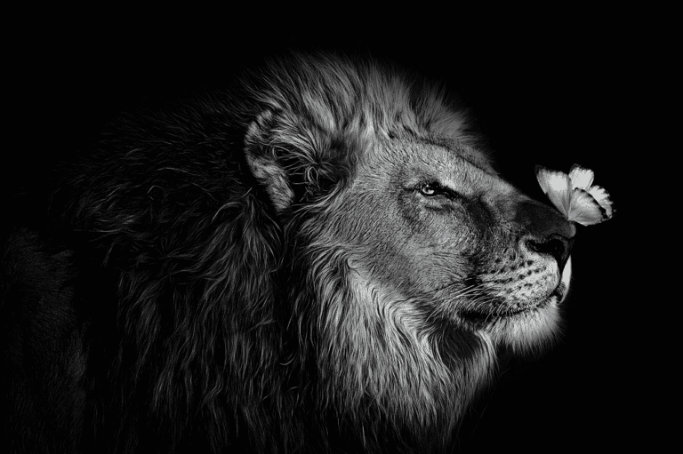 Schilderij lion butterfly plexiglas alu art dibond wanddecoratie