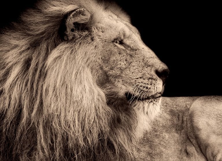 Schilderij lion king canvas en plexiglas wanddecoratie