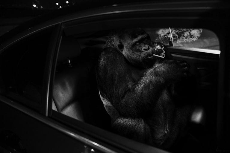 Schilderij monkey business canvas en plexiglas wanddecoratie