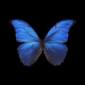 Schilderij wild animal butterfly blue canvas en plexiglas wanddecoratie