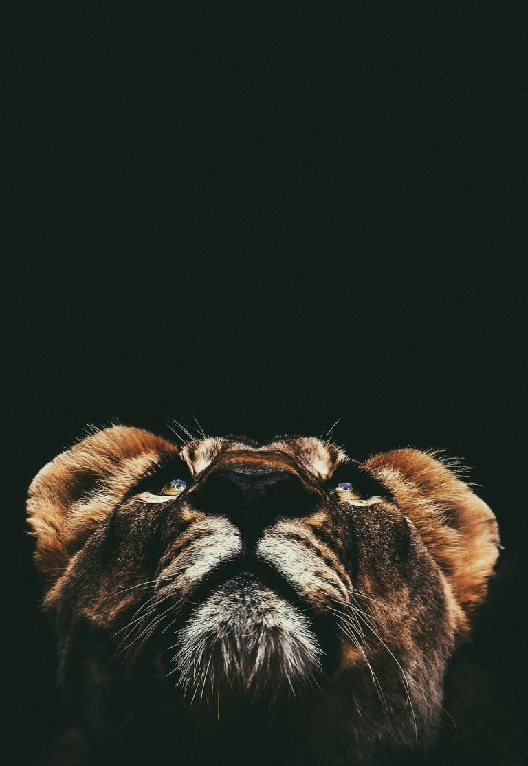 Schilderij simba canvas en plexiglas wanddecoratie