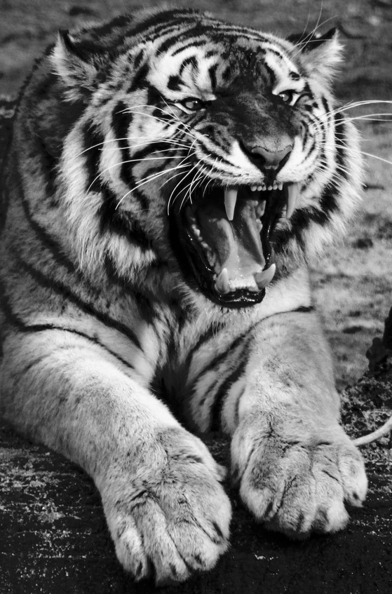 Malerei wildes Tier Tiger brüllen Leinwand und Plexiglas Wanddekoration