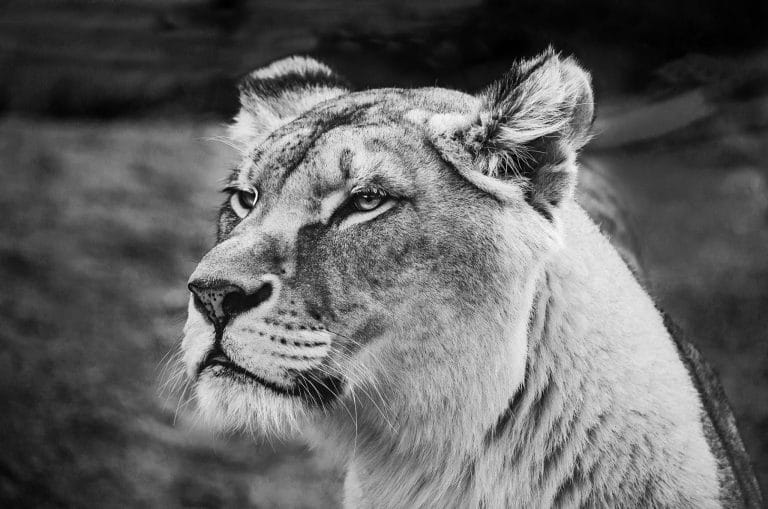 Schilderij wild animal lioness canvas en plexiglas wanddecoratie