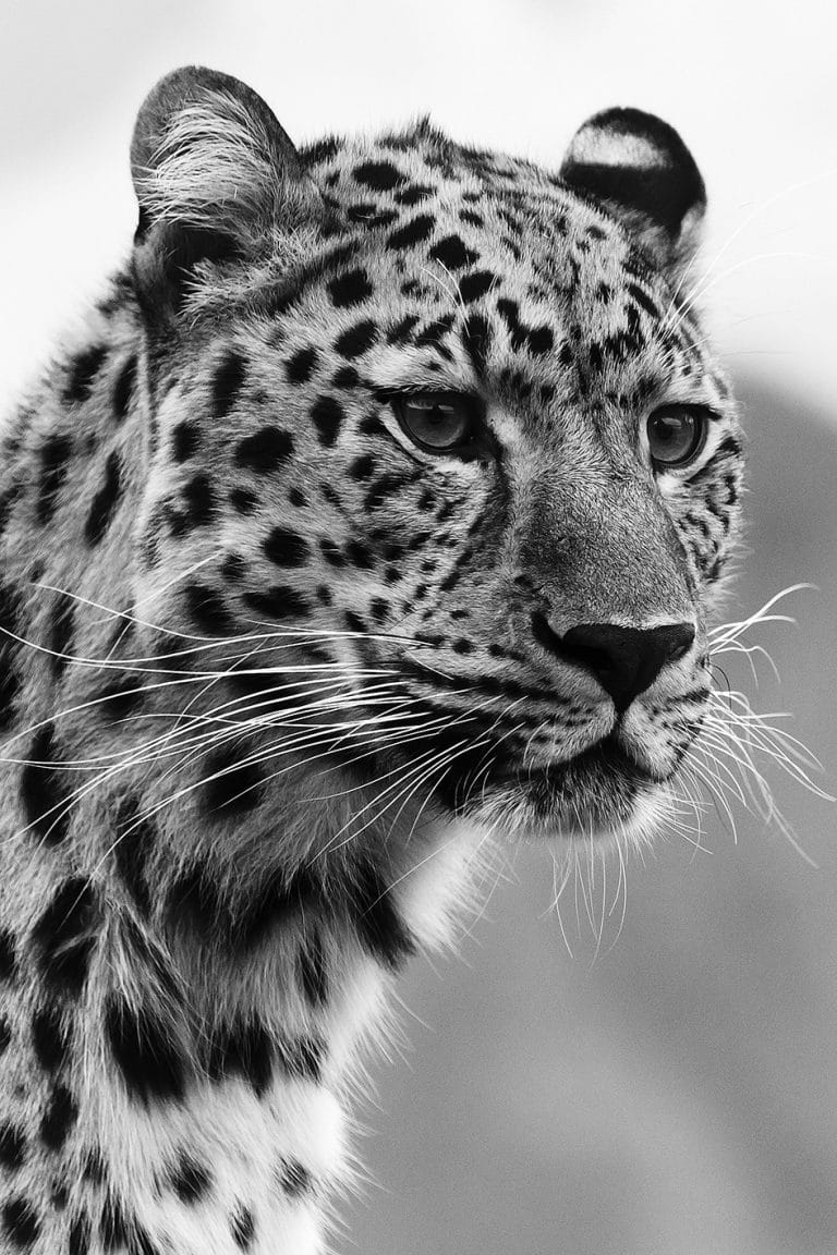 Schilderij wild animal leopard canvas en plexiglas wanddecoratie