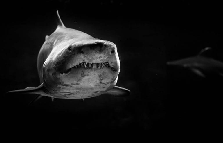 Malerei wildes Tier Hai Leinwand und Plexiglas Wanddekoration