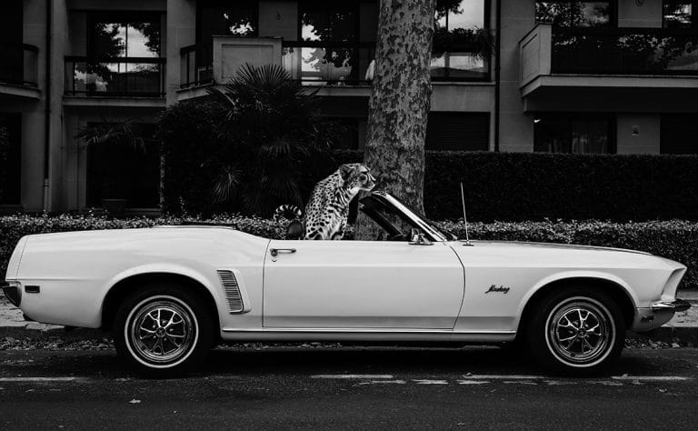 Schilderij leopard convertible canvas en plexiglas wanddecoratie