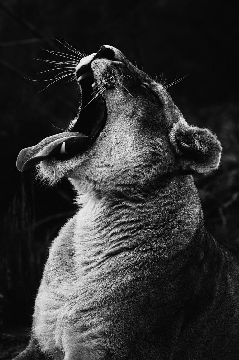 Schilderij lioness roar canvas en plexiglas wanddecoratie