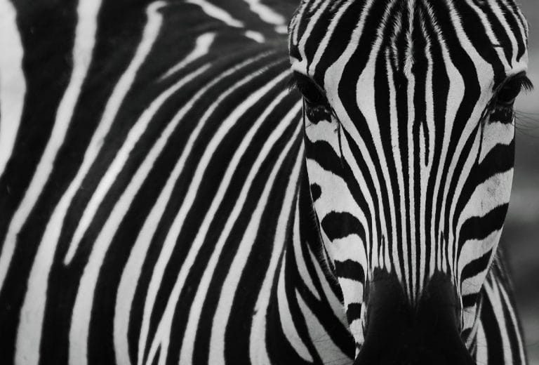 Schilderij wild animal zebra close up canvas en plexiglas wanddecoratie