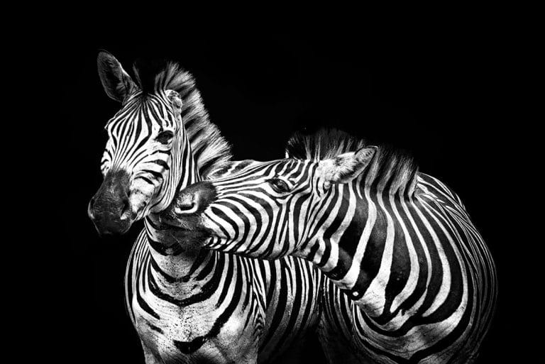 Schilderij wild animal zebras canvas en plexiglas wanddecoratie