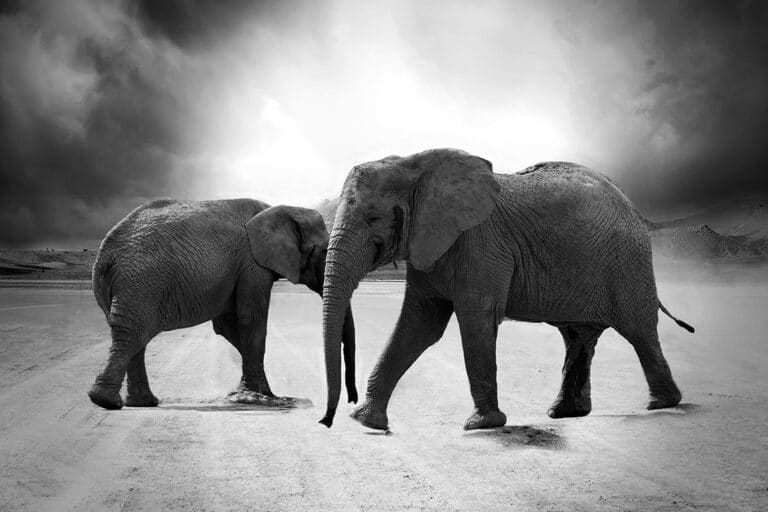 Schilderij plexiglas elephants road alu art dibond wanddecoratie