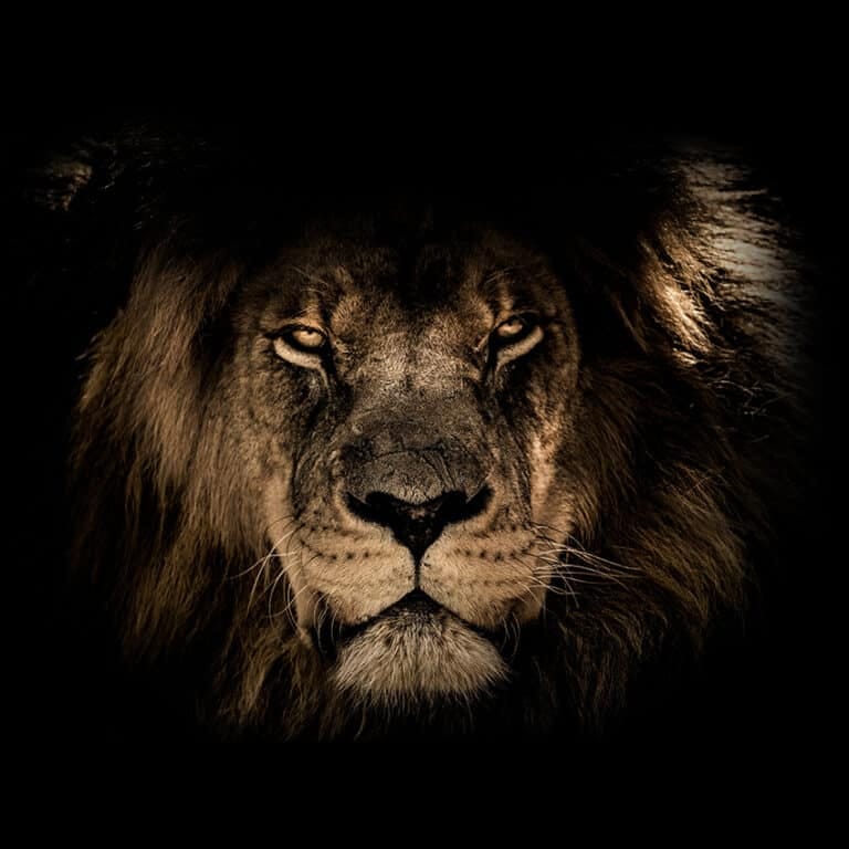 schilderij plexiglas lion intense square art dibond wanddecoratie