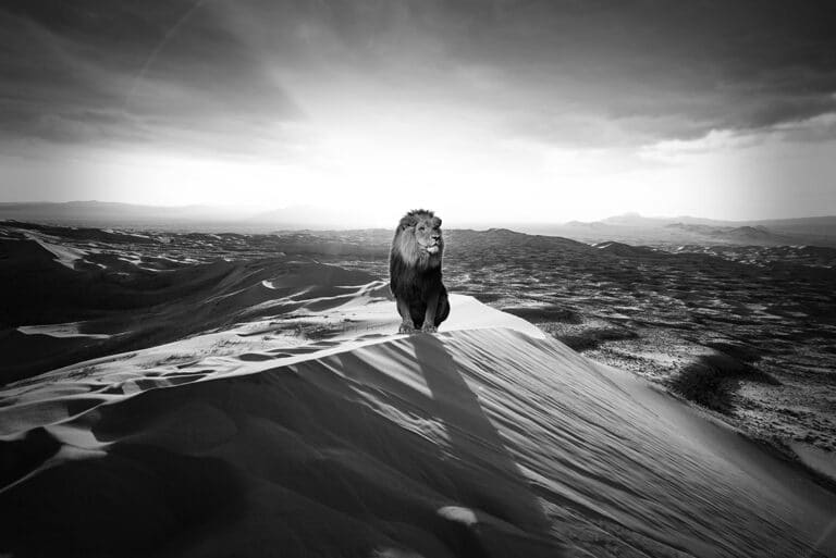 Schilderij plexiglas lionskingdom alu art dibond wanddecoratie