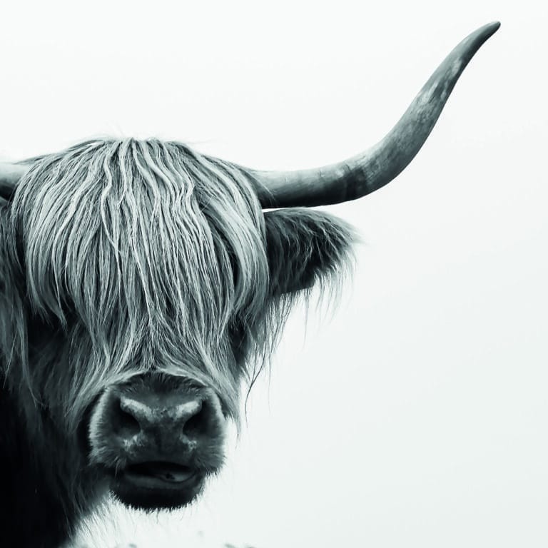 Schilderij plexiglas Scottish Higlander alu art dibond wanddecoratie